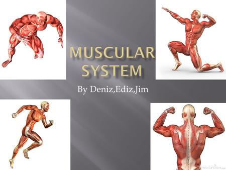 By Deniz,Ediz,Jim.  There are 3 main types of muscles  Skeletal Muscles  Cardiac Muscles  Smooth Muscles.