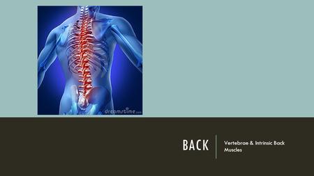 BACK Vertebrae & Intrinsic Back Muscles. FALSE MEMORIES Sleep deprivation and false memories.