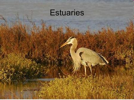 Estuaries. Estuaries are partially enclosed coastal bodies of water Examples of estuaries include: –River mouths –Bays –Inlets –Gulfs –Sounds Formed by.