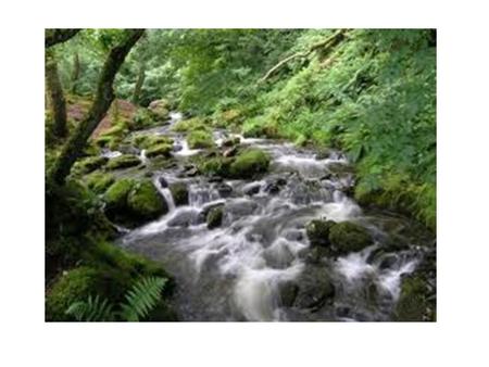 Flowing-Water Ecosystems Rivers, streams, creeks Plenty of dissolved oxygen Turtles and beavers make home down stream.