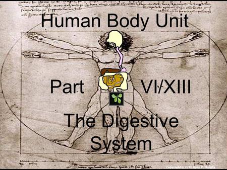 Human Body Unit Part VI/XIII The Digestive System Copyright © 2010 Ryan P. Murphy.