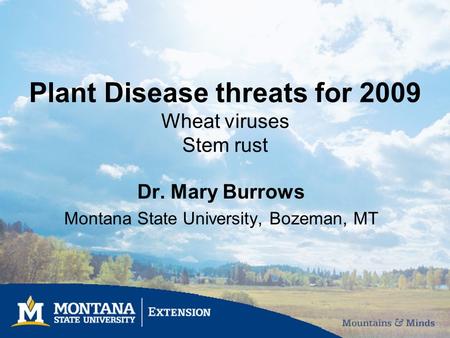 Plant Disease threats for 2009 Wheat viruses Stem rust Dr. Mary Burrows Montana State University, Bozeman, MT.