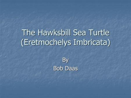 The Hawksbill Sea Turtle (Eretmochelys Imbricata)