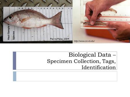 Pierre Meke, 2009 Biological Data – Specimen Collection, Tags, Identification