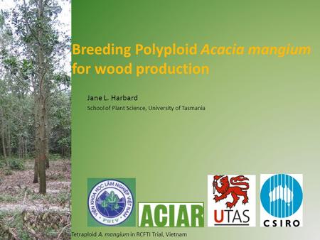 Breeding Polyploid Acacia mangium for wood production Jane L. Harbard School of Plant Science, University of Tasmania Tetraploid A. mangium in RCFTI Trial,