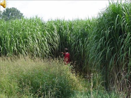 NEW METHOD in the field of Miscanthus propagation for ethanol and power production „low-cost bio-ethanol production”