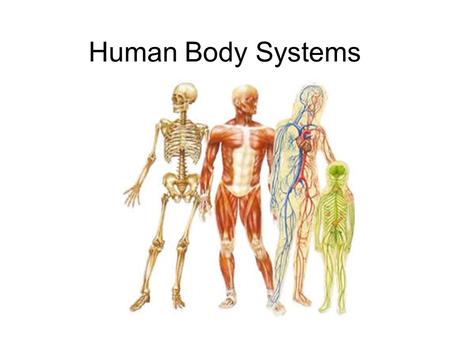 Human Body Systems Levels of Organization 1- cells 2- tissues 3- organs 4- organ systems 5- organism.