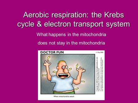 Aerobic respiration: the Krebs cycle & electron transport system What happens in the mitochondria does not stay in the mitochondria.