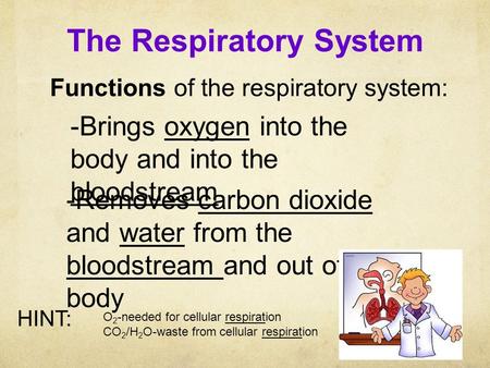 The Respiratory System