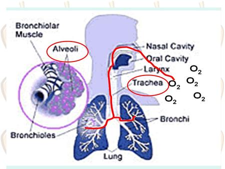 Alveoli Capillaries Alveoli Capillary Alveoli HIGH O2 Capillary LOW O2 Capillary HIGH O2 Alveoli LOW O2.