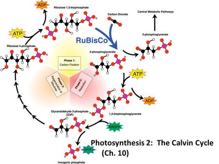 Photosynthesis 2: The Calvin Cycle (Ch. 10) The Calvin Cycle Whoops! Wrong Calvin… 1950s | 1961.