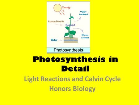 Photosynthesis in Detail