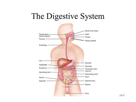 The Digestive System.