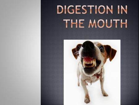  When food is chewed and mixed with saliva, it turns into a moist ball called a bolus.  3 pairs of salivary glands that release saliva.  produce approximately.