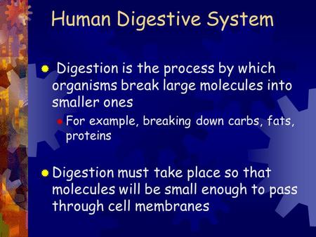 Human Digestive System