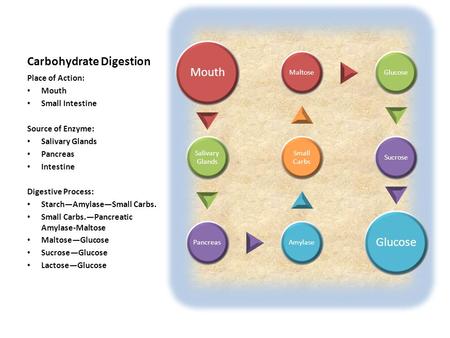 Carbohydrate Digestion Place of Action: Mouth Small Intestine Source of Enzyme: Salivary Glands Pancreas Intestine Digestive Process: Starch—Amylase—Small.