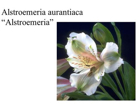 Alstroemeria aurantiaca “Alstroemeria”. Ammi majus “Queen Ann’s Lace”