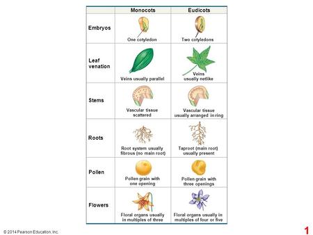 Figure 28.2 A comparison of monocots and eudicots