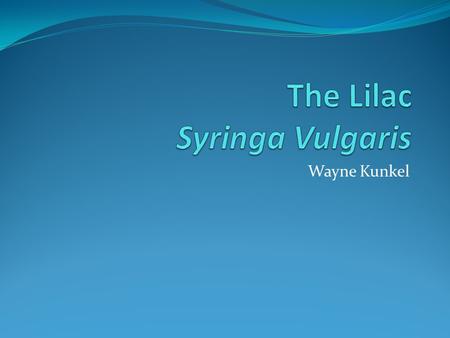 Wayne Kunkel. Classification The Lilac Kingdom of the Lilac is Plantae The subkingdom is Tracheobionata The super division is Spermatophyta The division.