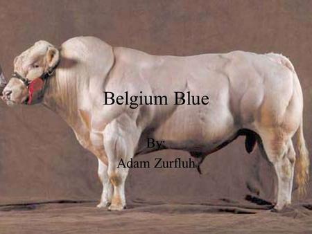 Belgium Blue By: Adam Zurfluh. Table Of Contents History Male Description Female Description Desirable Traits Performance Genetic Problem.