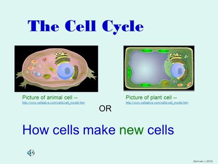 The Cell Cycle Picture of animal cell --   Picture of plant.