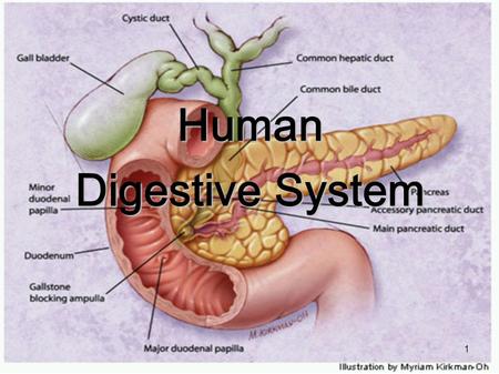 Human Digestive System