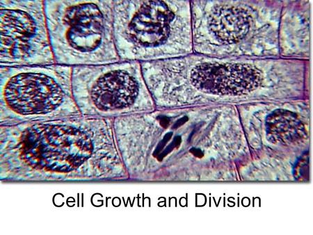 Cell Growth and Division