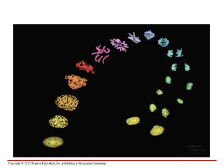 1.  Cancer and the cell cycle