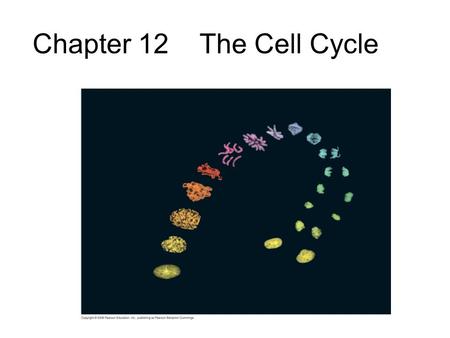 Chapter 12 The Cell Cycle. Fig. 12-UN1 Telophase and Cytokinesis Anaphase Metaphase Prometaphase Prophase MITOTIC (M) PHASE Cytokinesis Mitosis S G1G1.