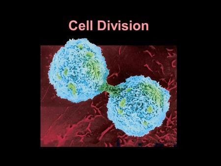 Cell Division.