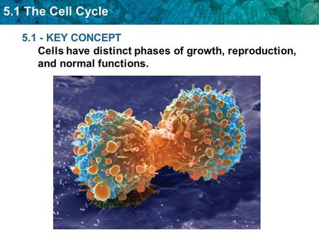 The cell cycle has four main stages.