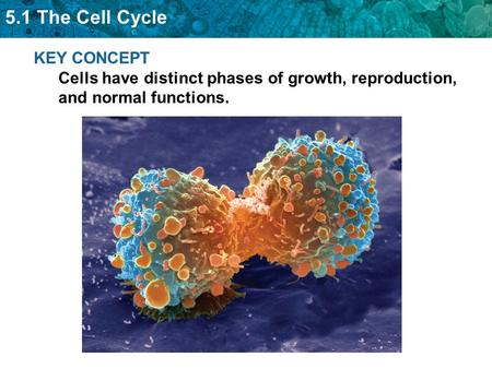 KEY CONCEPT Cells have distinct phases of growth, reproduction, and normal functions.