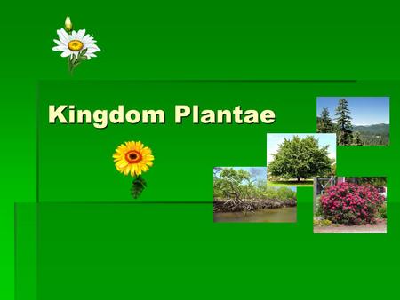 Kingdom Plantae.