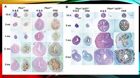 Cell growth, division, and reproduction