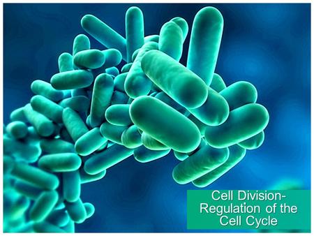 . Cell Division- Regulation of the Cell Cycle. Target #25-I can explain the external factors that are involved in cell cycle regulation Both external.