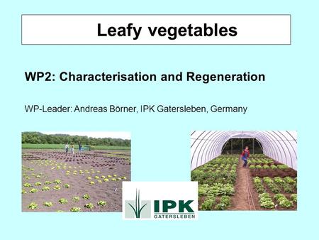 Leafy vegetables WP2: Characterisation and Regeneration WP-Leader: Andreas Börner, IPK Gatersleben, Germany.