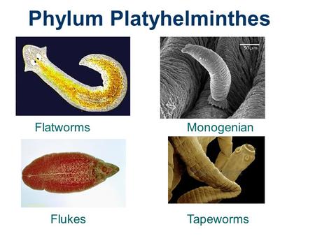 Phylum Platyhelminthes