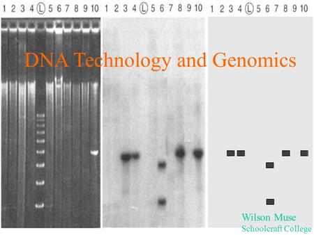 DNA Technology and Genomics