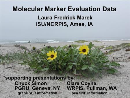 Molecular Marker Evaluation Data Laura Fredrick Marek ISU/NCRPIS, Ames, IA WRPIS, Pullman, WA supporting presentations by: grape SSR informationpea SNP.