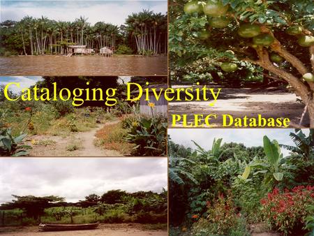 Cataloging Diversity PLEC Database. VS. Why Use Access?