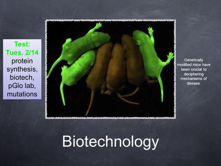 Biotechnology Genetically modified mice have been crucial to deciphering mechanisms of disease. Test: Tues. 2/14 protein synthesis, biotech, pGlo lab,