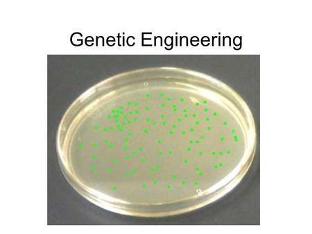 Genetic Engineering. “In Greek mythology, the chimera was part lion, part goat, part serpent, which was slain by the hero Bellerephon. In modern day biology,