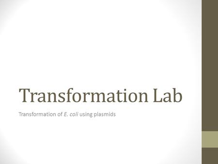 Transformation of E. coli using plasmids