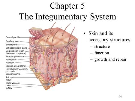 Chapter 5 The Integumentary System