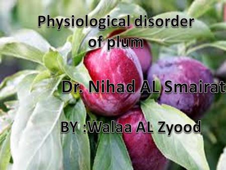 Physiological disorder of plum