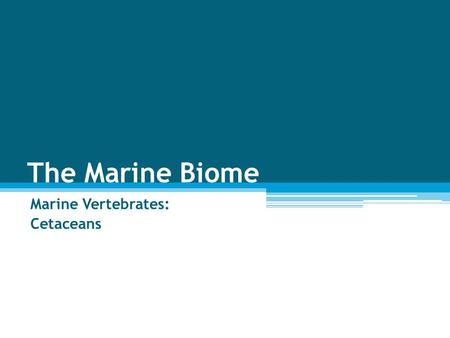 Marine Vertebrates: Cetaceans