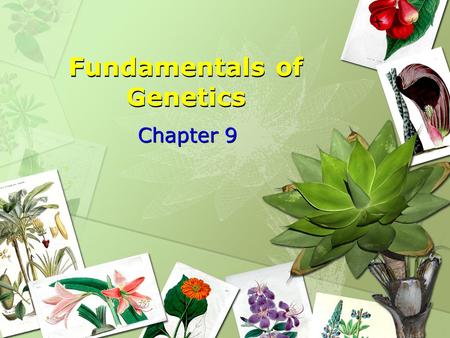 Fundamentals of Genetics