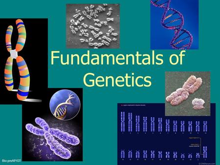 Fundamentals of Genetics