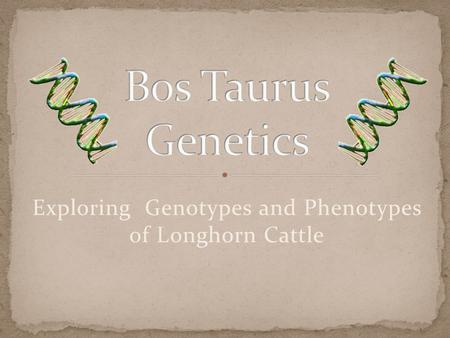 Exploring Genotypes and Phenotypes of Longhorn Cattle.