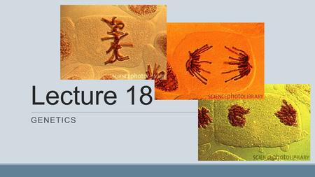 Lecture 18 GENETICS. Outline Recombination – crossing over Basic Genetic concepts Genetic terms (Genotype, Phenotype, F1…) Genetic Tools (Punnett Squares,